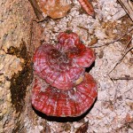 Ganoderma lucidum 