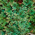 Selaginella uncinata