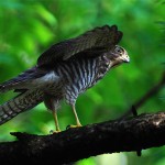 Accipiter gularis