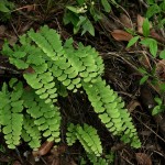 Adiantum malesianum 