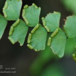 Adiantum flabellulatum