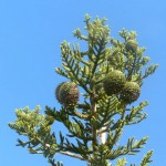 Araucaria cunninghamii 