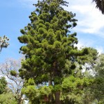 © Salix, Wikimedia Commons
