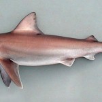 Carcharhinus altimus