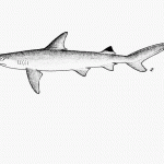 Carcharhinus sealei