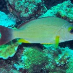 Lutjanus fulvus