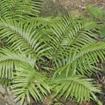 Blechnum orientale 