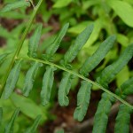 Pteridium aquilinum 