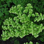 Adiantum tenerum 