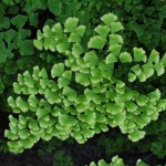 Adiantum tenerum 