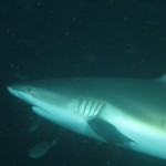 Carcharhinus amblyrhynchoides