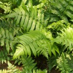 © 2007 Online Plant Guide