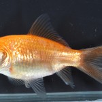 Carassius auratus