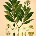 © 2012 Biodiversity Heritage Library