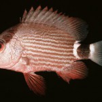 Lutjanus malabaricus