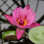 Nymphaea alba