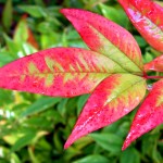 Nandina domestica 