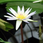 Nymphaea tetragona 