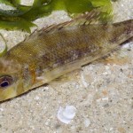 Lethrinus lentjan