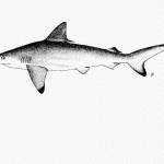 Carcharhinus hemiodon