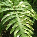 Pteris semipinnata 