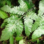  Pteris grevilleana 