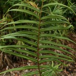 Pteris vittata 