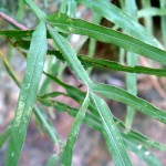 Pteris multifada 