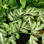 Pteris ensiformis