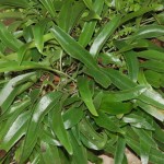Pyrrosia adnascens