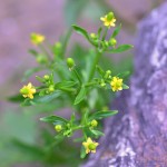 Ranunculus sceleratus 