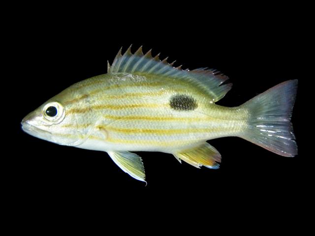 Lutjanus russellii