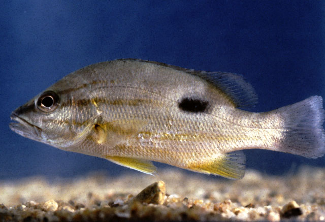 Lutjanus russellii