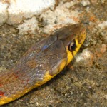 Amphiesma stolatum