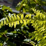 Nephrolepis exaltata 