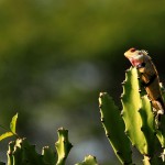 Calotes versicolor