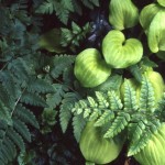 Dryopteris championii 