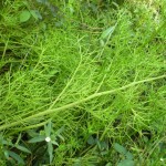 Ceratopteris thalictroides 