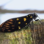 Gaena maculata