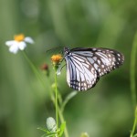 Ideopsis similis