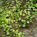 Lemmaphyllum microphyllum 