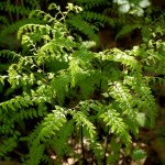 Adiantum capillus-veneris 