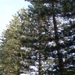 Araucaria heterophylla 