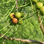 Taxodium ascendens