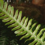 Pteris dispar