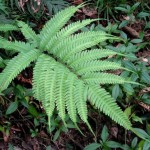 Pteris fauriei 