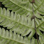 Pteris linearis 