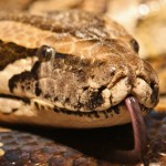 Python bivittatus