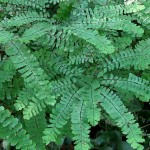 Adiantum trapeziforme 