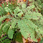 Adiantum caudatum